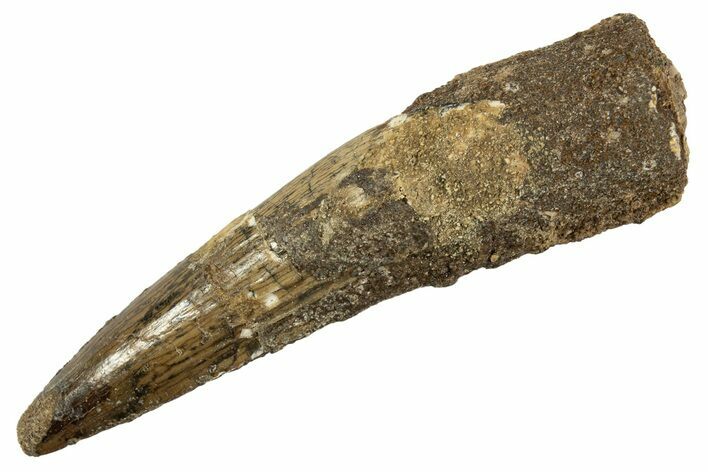 Fossil Spinosaurus Tooth - Real Dinosaur Tooth #344537